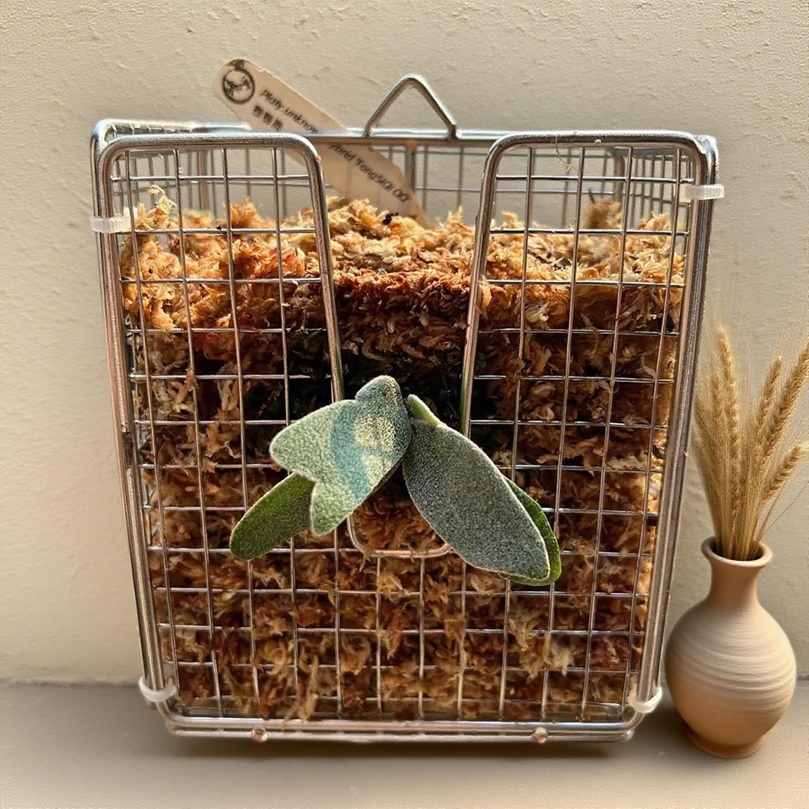 Staghorn Fern Mounting Kit sta - огляд і ціна Hanging Planter Basket