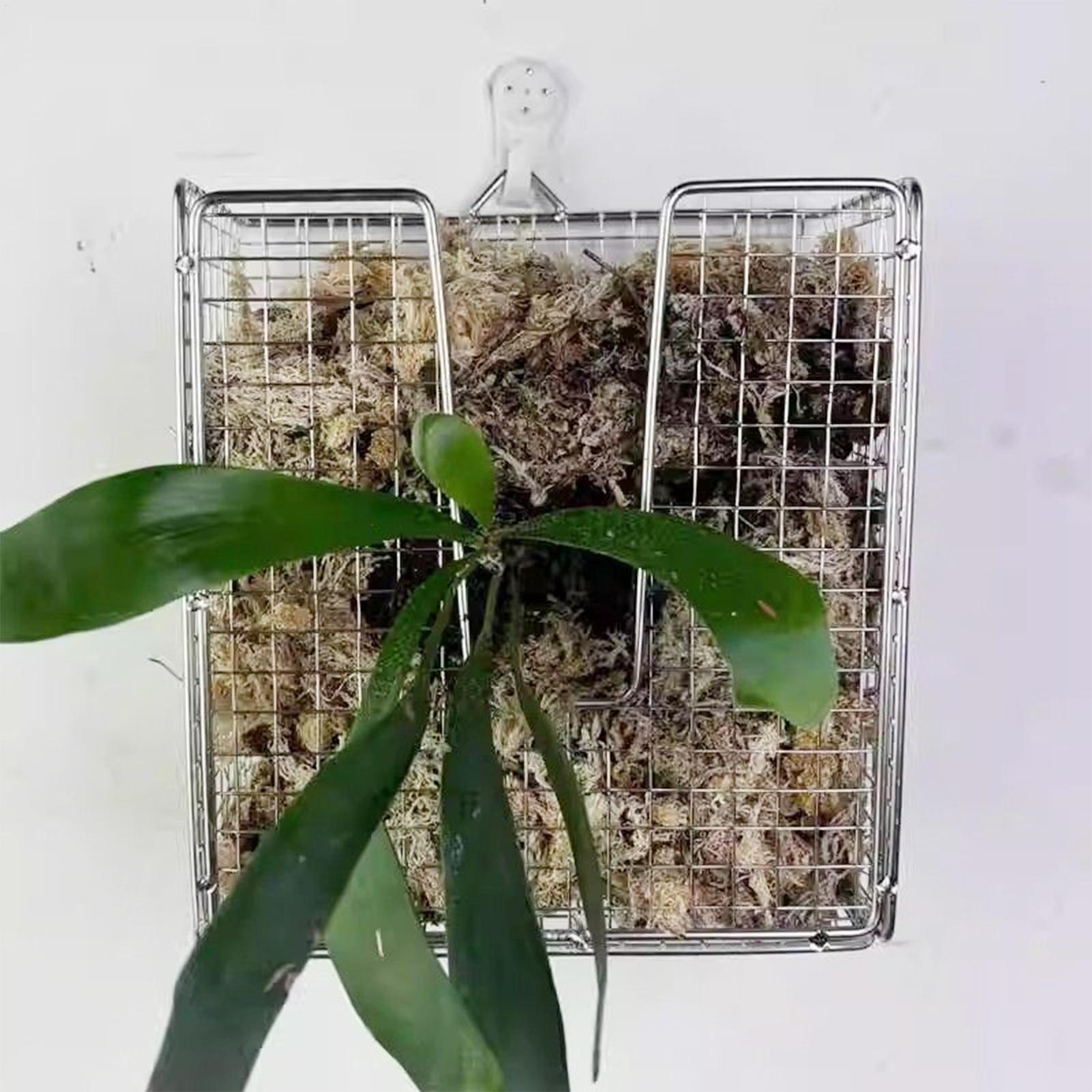 Staghorn Fern Mounting Kit sta - огляд і ціна Hanging Planter Basket
