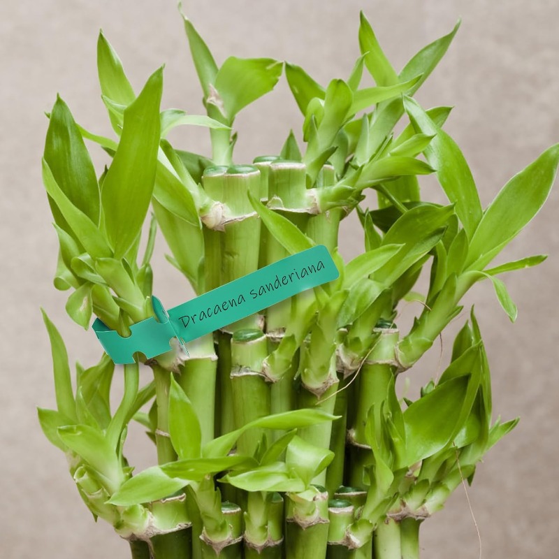 Plant Tag / Penanda Pokok / Ga - огляд і ціна Plant Label Tags